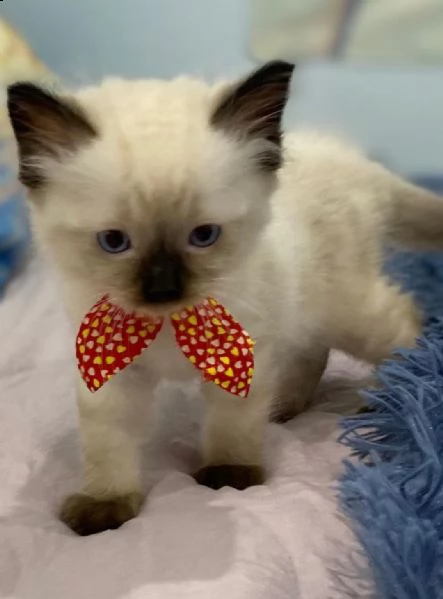 bellissimi gattini di razza ragdoll | Foto 0