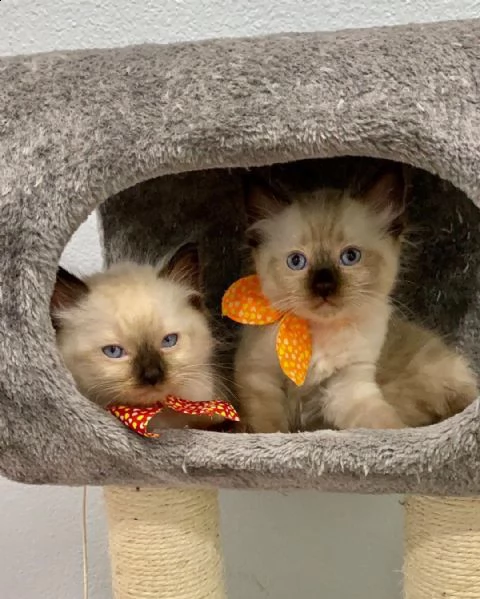 bellissimi gattini di razza ragdoll