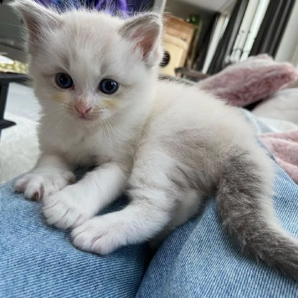 adorabili e dolcissimi gattini ragdoll | Foto 1