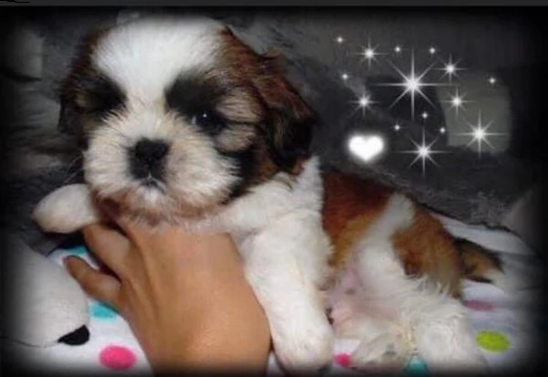  regalo bellissimi cuccioli allevati shih-tzu, colore bianco e nero. due e una feminuccia maschietti