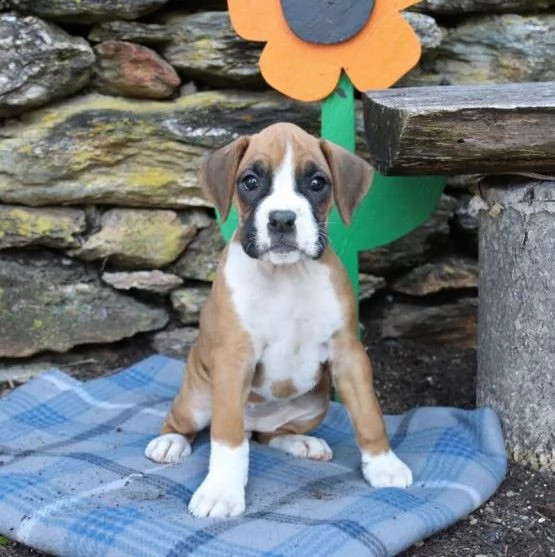  regalo adorabili cuccioli boxer   femminucce e maschietti