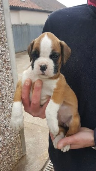   regalo abbiamo cuccioli di boxer 