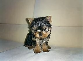 cucciolo di york shire mini toy bellissimo bravissimo