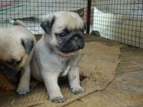 cucciolo di carlino perfettissimo inteligentissimo e originalissimo