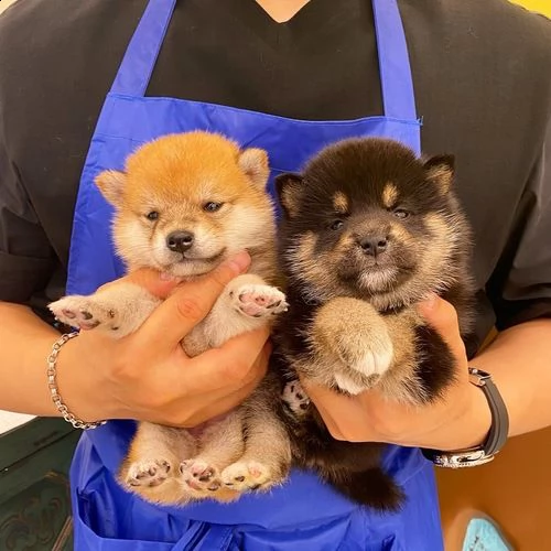 regalo due cuccioli di shiba inu per l'adozione 