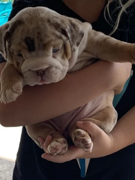 regalo bulldog inglese cuccioli con pedigree 