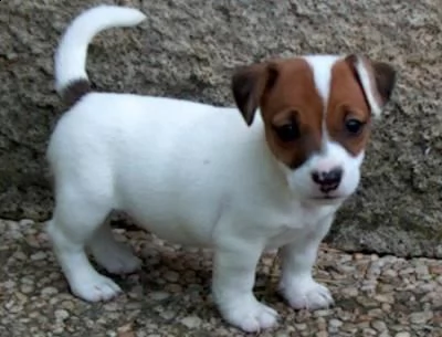 bellissimi cuccioli di jack russell terrier con pedigree, tricolori, bianco-arancio o completamente 