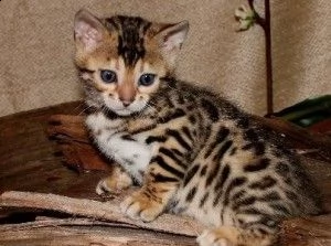 adorabili cuccioli di bengala gattini femminucce e maschietti disponibili per l'adozione gratuita i 