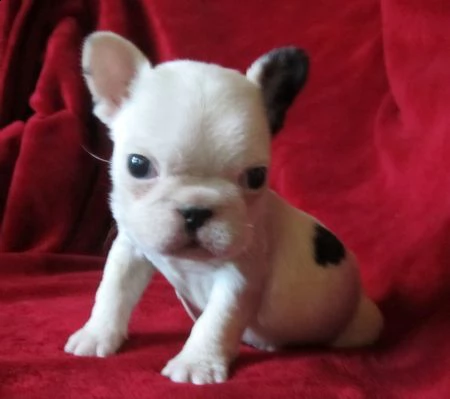 bulldog francese pura razza. i cuccioli ha 3 mesi, è già stato svermato vaccinato. nato e cresciuto 