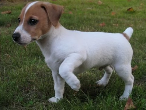 arwenbrades10[at]gmail[.com] adorabili cuccioli di jack russel femminucce e maschietti disponibili per l'
