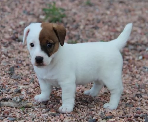 arwenbrades10[at]gmail[.com] adorabili cuccioli di jack russel femminucce e maschietti disponibili per l' | Foto 0