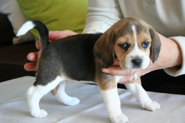 email : arwenbrades10[at]gmail[.com] adorabili cuccioli di beagle femminucce e maschietti disponibili per