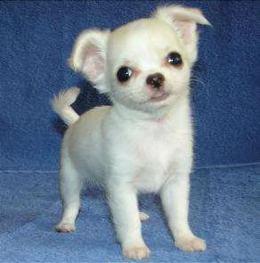 email : arwenbrades10[at]gmail[.com] adorabili cuccioli di chihuahua femminucce e maschietti disponibili 