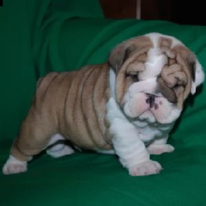 email : arwenbrades10[at]gmail[.com] cuccioli inglese bulldog disponibili per adozione cuccioli disponibi