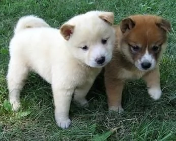 email : arwenbrades10[at]gmail[.com] cuccioli di shiba-inu sono tutti registrati kc e hanno il loro certi