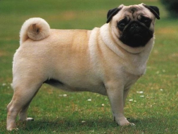  regalo cuccioli carlino ciao siamo un piccolo allevamento amatoriale abbiamo a disposizone degli sp