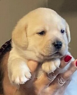 disponibili meravigliosi cuccioli di labrador.