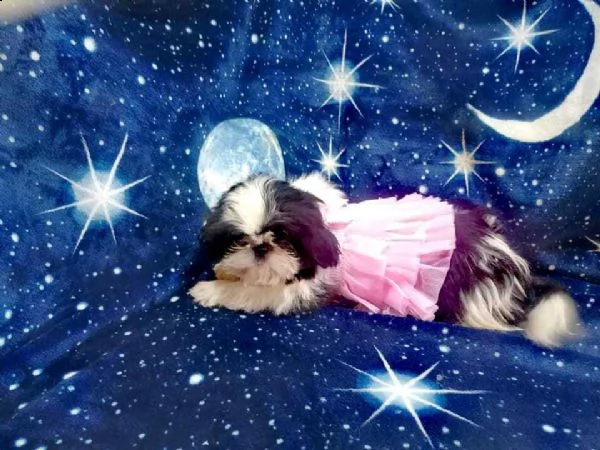 shih tzu cuccioli, due femmine e tre maschi disponibili.