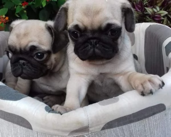 stupefacenti carlini 