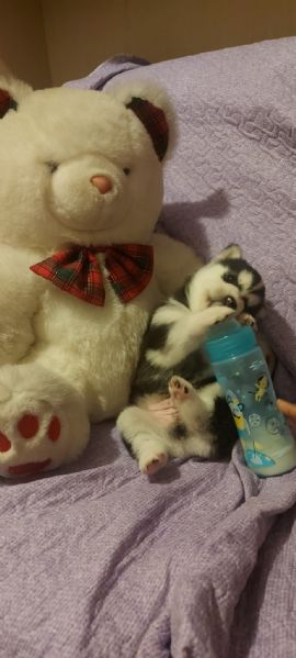 vendiamo cuccioli di husky. senza i vaccini. un maschio 1000 euro e una femmina 800 euro.   | Foto 3