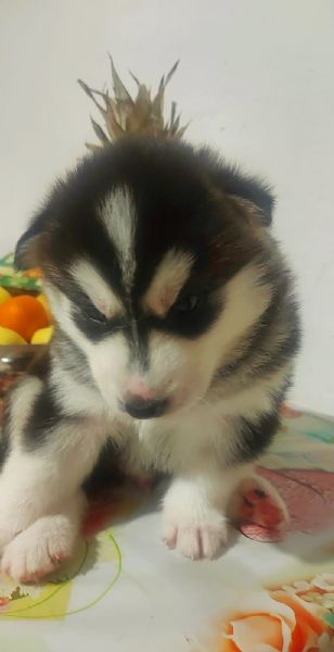vendiamo cuccioli di husky. senza i vaccini. un maschio 1000 euro e una femmina 800 euro.   | Foto 2