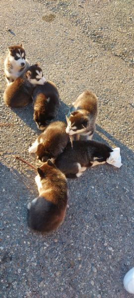 vendiamo cuccioli di husky. senza i vaccini. un maschio 1000 euro e una femmina 800 euro.   | Foto 1