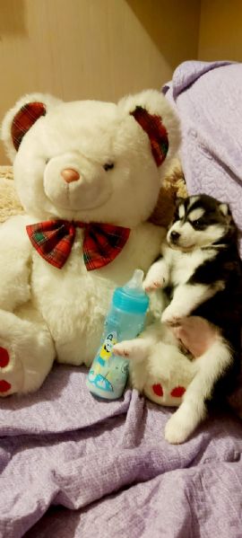 vendiamo cuccioli di husky. senza i vaccini. un maschio 1000 euro e una femmina 800 euro.   | Foto 0