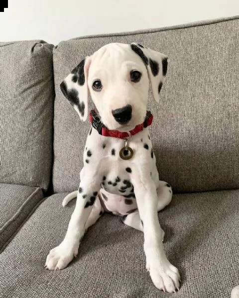  regalo dalmata cuccioli adorabili cuccioli di dalmata femminucce e maschietti disponibili per l'ado