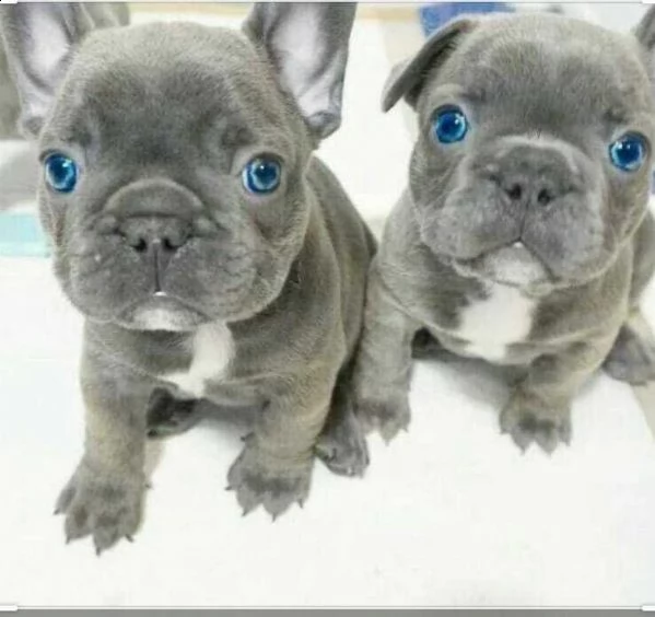 cuccioli bulldog francese - pedigree enci