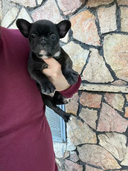 cucciolina nera e petto bianco bulldog francese