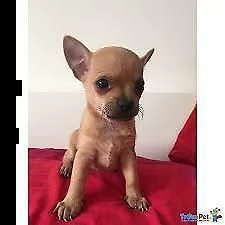 cuccioli di chihuahua pincher toy due mesi e mezzo