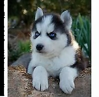 cucciolo di siberian husky bellissimo eccellentissimo 