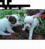 cucciolo di pincher chihuahua mini toy 