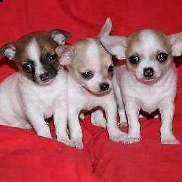 pincer chihuahua mini toy generosissimi tranquillissimi 