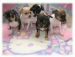 cucciolo di pincher chihuahua mini toy 