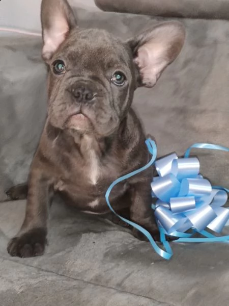 disponibili cuccioli di bulldog francese blu maschio e femmina