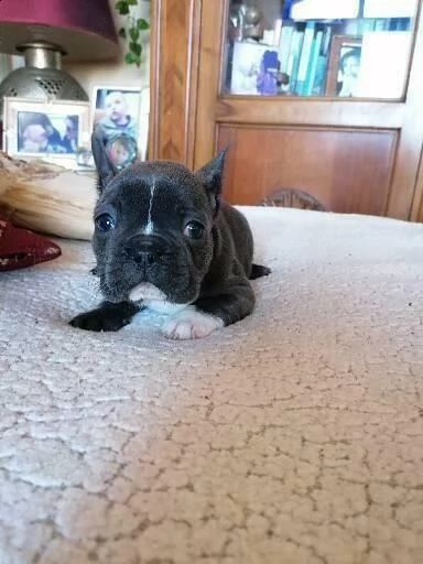 disponibili cuccioli di bulldog francese blu di 60 giorni
