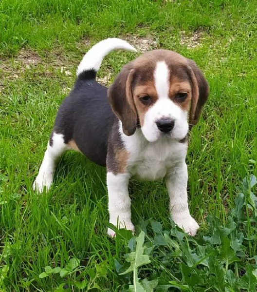mia beagle elisabetian pronta consegna di tre mesi