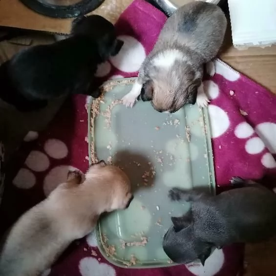 cuccioli chihuahua  con parto naturale,