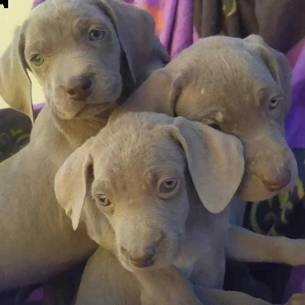 disponibili ultimi cuccioli di weimaraner.
