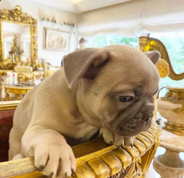  splendidi cuccioli di bulldog francese | Foto 0