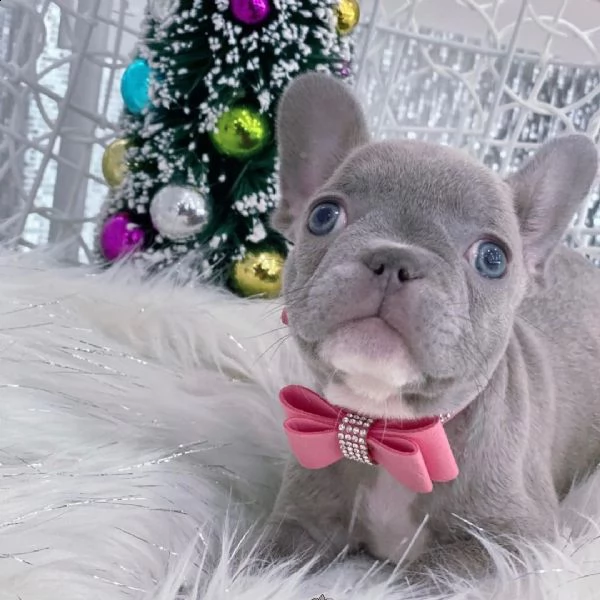  splendidi cuccioli di bulldog francese