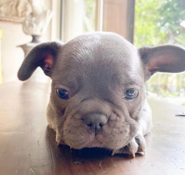   bulldog francese maschio e femmina