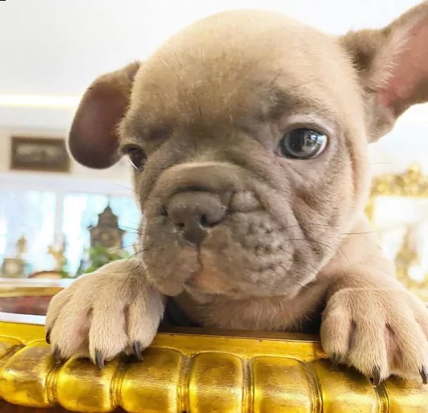   cuccioli di bulldog francese di razza | Foto 0