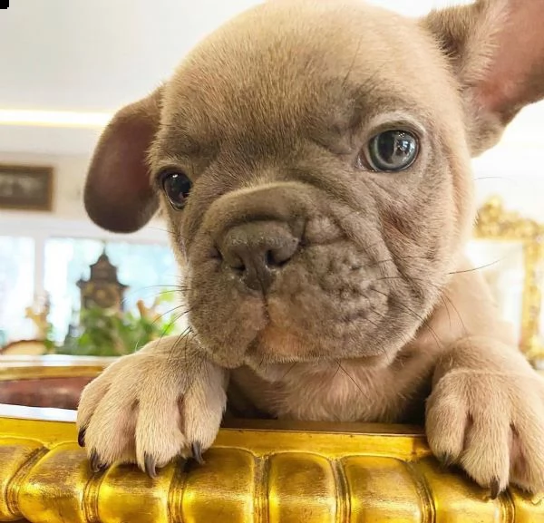   cuccioli di bulldog francese di razza