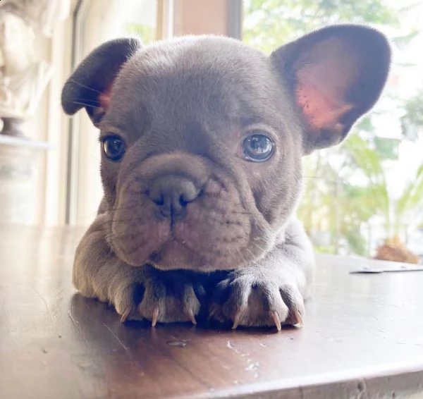   cuccioli di bulldog francese di 3 mesi | Foto 0
