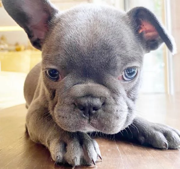   cuccioli di bulldog francese di 3 mesi