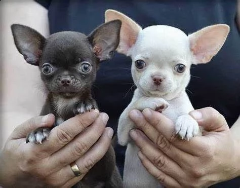 cucciolo di chiwawa mini toy perfettissimo inteligentissimo