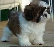 cuccioli di sitzu due mesi e mezzo