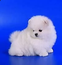 disponibile cucciolo di spitz mini mini toy